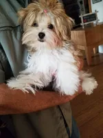Happy , a male Morkie for sale in Bolivar, MO – 2 of 7