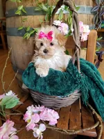Buttons , a female Maltipoo for sale in Bolivar, MO – 4 of 10