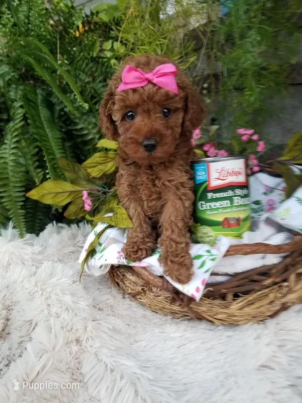 Apple – Poodle - Toy  puppy for sale in Bolivar, MO