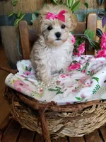Izzy, a female Maltipoo for sale in Bolivar, MO – 5 of 10