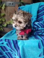 Rubble , a male Morkie for sale in Bolivar, MO – 4 of 10