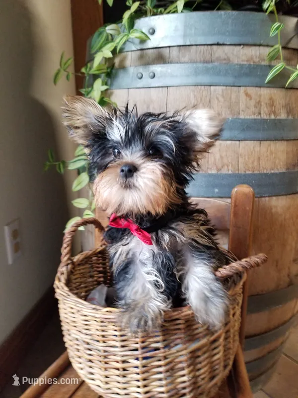 Mickey  – Yorkshire Terrier puppy for sale in Bolivar, MO