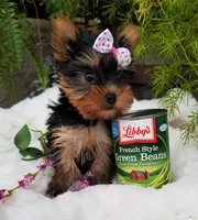 Zoey , a female Yorkshire Terrier for sale in Bolivar, MO – Photo 2 of 2