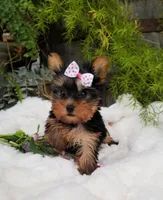 Zoey , a female Yorkshire Terrier for sale in Bolivar, MO – Photo 1 of 2