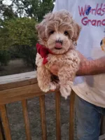 Rubble , a male Maltipoo for sale in Bolivar, MO – 10 of 10