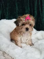Kitty , a female Morkie for sale in Bolivar, MO – 10 of 10