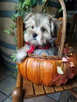 Rubble , a male Morkie for sale in Bolivar, MO – 4 of 10