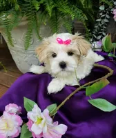 Lilo, a female Morkie for sale in Bolivar, MO – 4 of 10