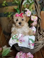 Izzy, a female Maltipoo for sale in Bolivar, MO – 3 of 10