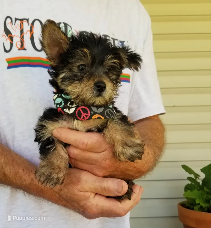 Lucas  – Yorkshire Terrier puppy for sale in Bolivar, MO