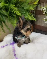 Lincoln , a male Morkie for sale in Bolivar, MO – 7 of 10