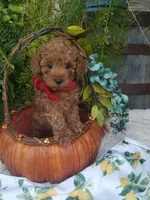 Parker, a male Poodle - Toy  for sale in Bolivar, MO – 7 of 10