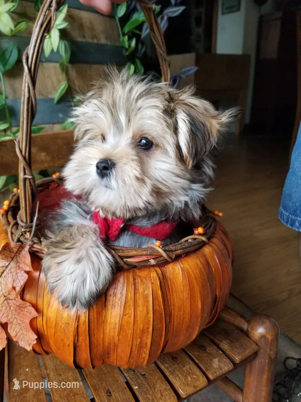 Rubble  – Morkie puppy for sale in Bolivar, MO