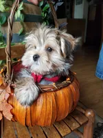 Rubble , a male Morkie for sale in Bolivar, MO – 3 of 10