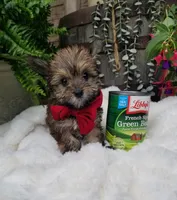Benny, a male Morkie for sale in Bolivar, MO – 5 of 10