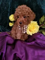 Scarlett , a female Poodle - Toy  for sale in Bolivar, MO – 8 of 10