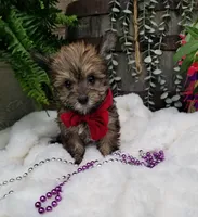 Benny, a male Morkie for sale in Bolivar, MO – 3 of 10