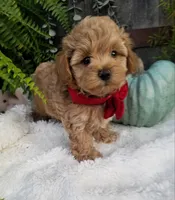 Rubble , a male Maltipoo for sale in Bolivar, MO – 6 of 6