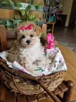 Izzy, a female Maltipoo for sale in Bolivar, MO – 2 of 10