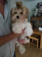 Happy , a male Morkie for sale in Bolivar, MO – 4 of 7