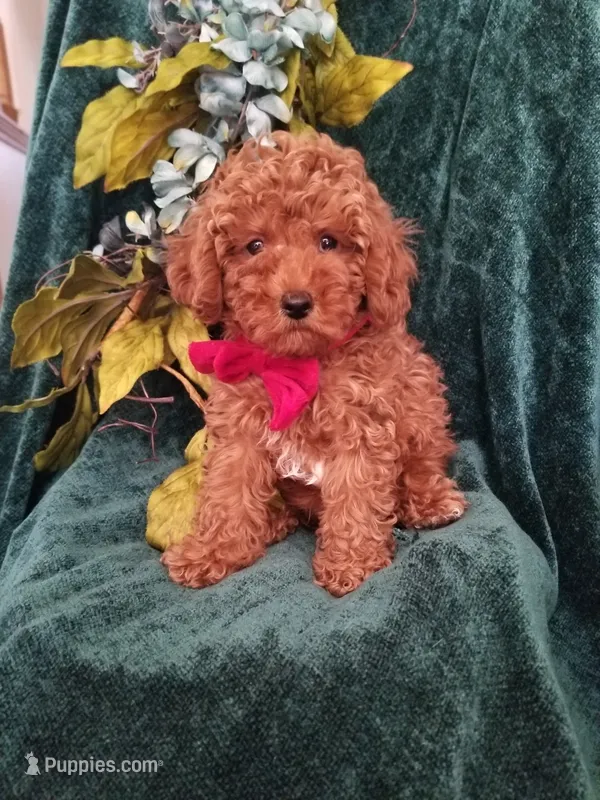 Hudson  – Poodle - Toy  puppy for sale in Bolivar, MO