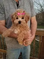 Cherry , a female Maltipoo for sale in Bolivar, MO – Photo 9 of 10