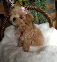 Cherry , a female Maltipoo for sale in Bolivar, MO – Photo 3 of 10