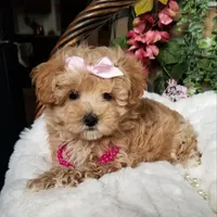 Cherry , a female Maltipoo for sale in Bolivar, MO – Photo 8 of 10