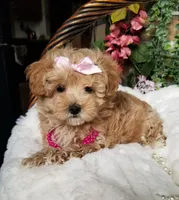 Cherry , a female Maltipoo for sale in Bolivar, MO – Photo 1 of 10