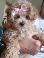 Cherry , a female Maltipoo for sale in Bolivar, MO – Photo 1 of 10