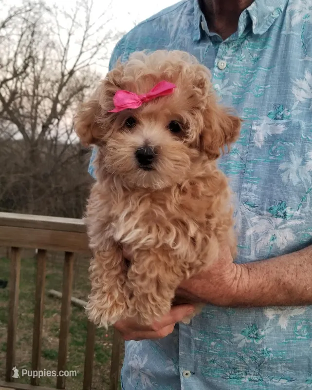 Cherry  – Maltipoo puppy for sale in Bolivar, MO