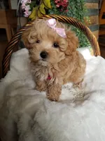 Cherry , a female Maltipoo for sale in Bolivar, MO – Photo 4 of 10