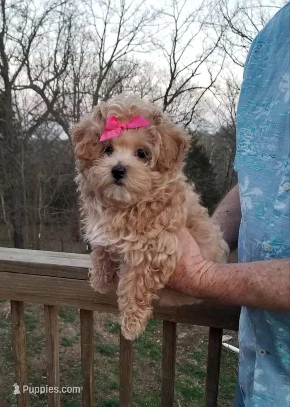 Cherry  – Maltipoo puppy for sale in Bolivar, MO