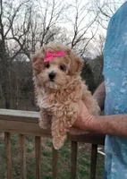 Cherry , a female Maltipoo for sale in Bolivar, MO – Photo 2 of 10
