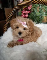 Cherry , a female Maltipoo for sale in Bolivar, MO – Photo 7 of 10