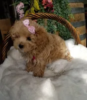 Cherry , a female Maltipoo for sale in Bolivar, MO – Photo 5 of 10