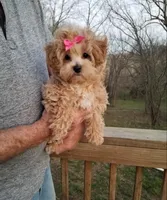 Cherry , a female Maltipoo for sale in Bolivar, MO – Photo 6 of 10