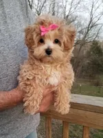 Cherry , a female Maltipoo for sale in Bolivar, MO – Photo 10 of 10