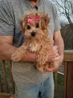 Cherry , a female Maltipoo for sale in Bolivar, MO – Photo 5 of 10