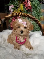 Cherry , a female Maltipoo for sale in Bolivar, MO – Photo 2 of 10