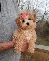 Cherry , a female Maltipoo for sale in Bolivar, MO – Photo 4 of 10