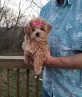 Cherry , a female Maltipoo for sale in Bolivar, MO – Photo 3 of 10