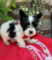 Rocky, a male Morkie for sale in Bolivar, MO – 5 of 10