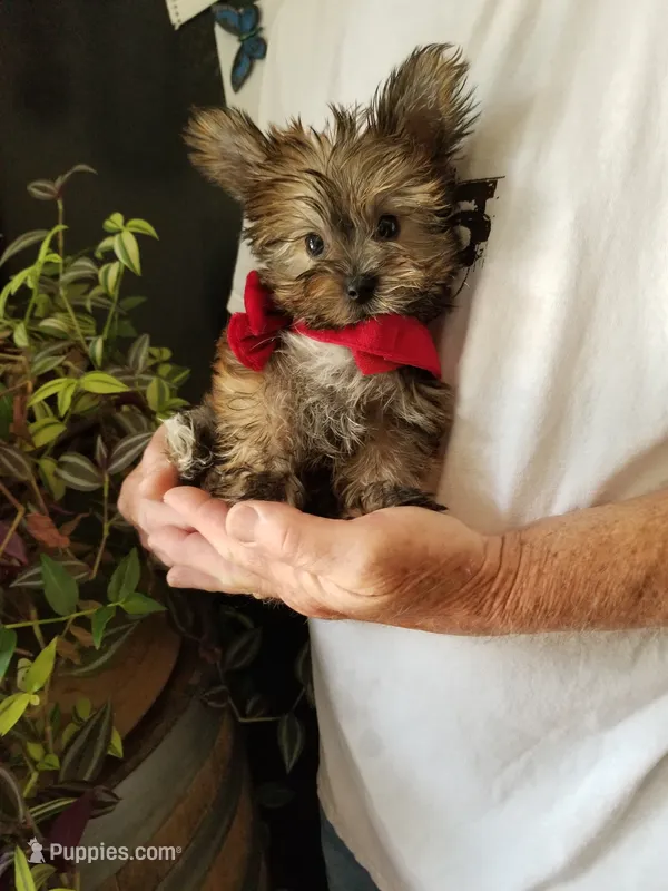 Benny – Yorkshire Terrier puppy for sale in Bolivar, MO