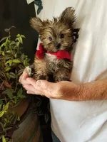 Benny, a male Yorkshire Terrier for sale in Bolivar, MO – 6 of 10