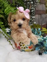 Pippin, a female Maltipoo for sale in Bolivar, MO – Photo 8 of 10