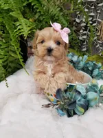 Pippin, a female Maltipoo for sale in Bolivar, MO – Photo 9 of 10