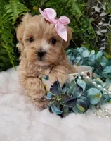 Pippin, a female Maltipoo for sale in Bolivar, MO – Photo 1 of 10