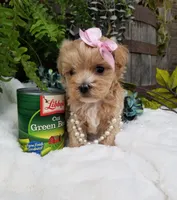 Pippin, a female Maltipoo for sale in Bolivar, MO – Photo 6 of 10