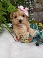 Pippin, a female Maltipoo for sale in Bolivar, MO – Photo 3 of 10